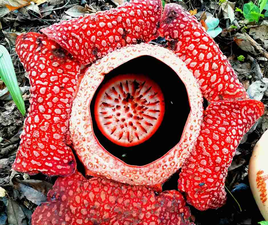 Bunga Rafflesia Arnoldii