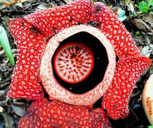 Bunga Rafflesia Arnoldii