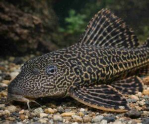 Ikan sapu-sapu di akuarium
