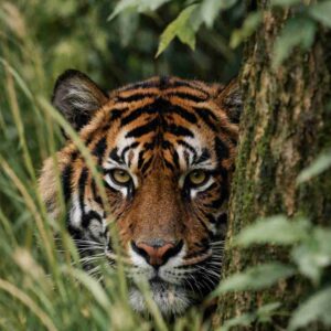 Harimau Sumatra di Hutan