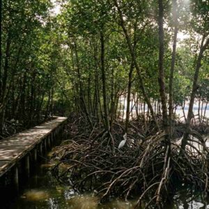 Hutan Mangrove di Pesisir Jakarta
