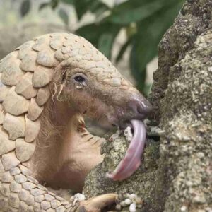 Sunda Pangolin