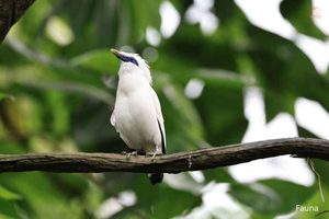 Gambar Burung Jalak Bali