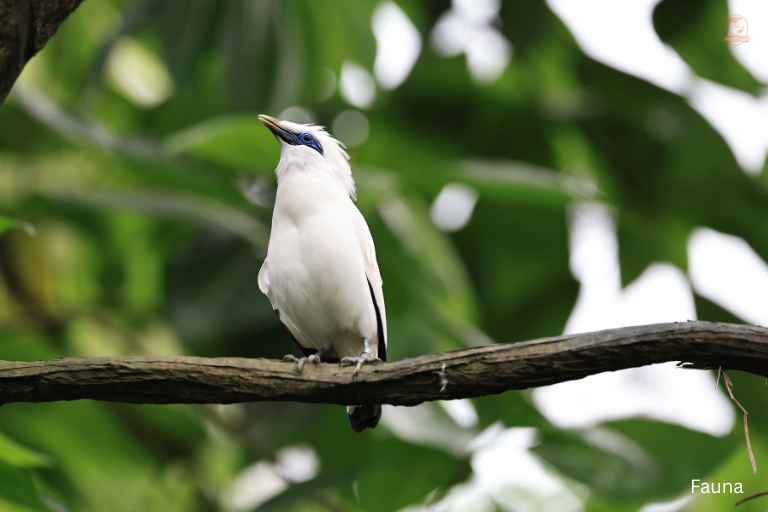 Gambar Burung Jalak Bali