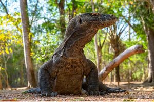 Hewan Komodo di Indonesia