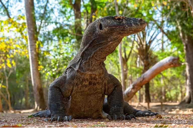 Hewan Komodo di Indonesia